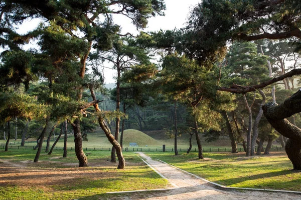 Bosque Pinos Gyeongju Corea — Foto de Stock