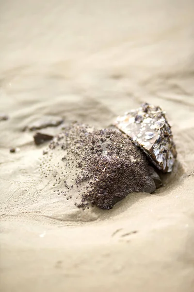 Barnacle Playa —  Fotos de Stock