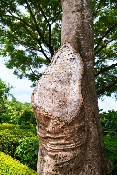 Una Foto Árbol Tomada Fiyi — Foto de Stock