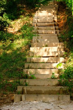 Ormanda tahta basamaklar.