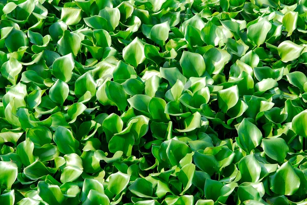 Eine Große Anzahl Von Wasserhyazinthen — Stockfoto