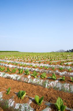 Kore tütün alanında.
