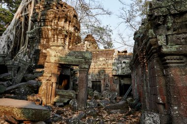 Kamboçya Ta Prohm tarihi site.