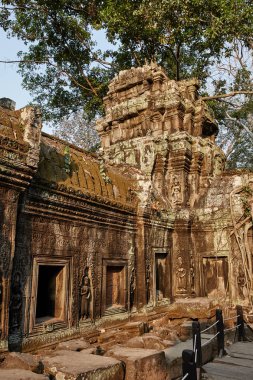 Kamboçya Ta Prohm tarihi site.