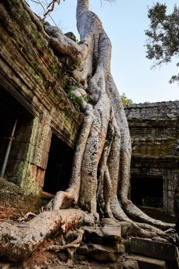 Kamboçya Ta Prohm tarihi site.