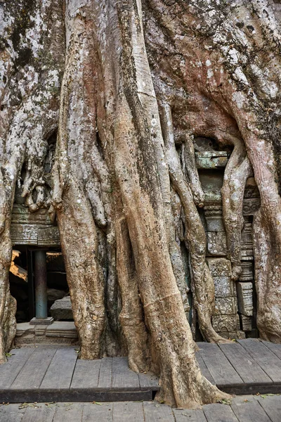 Prohm Historic Site Cambodia — Stock Photo, Image