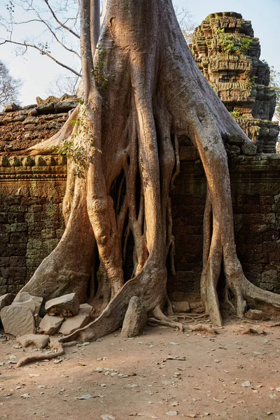 Prohm Historic Site Cambodia — Stock Photo, Image