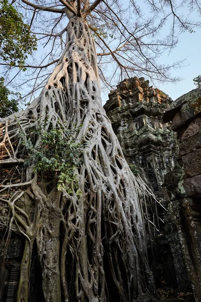 Prohm Historic Site Cambodia — Stock Photo, Image