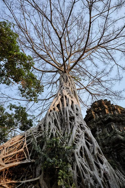 Sitio Histórico Prohm Camboya — Foto de Stock