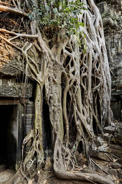 Sitio Histórico Prohm Camboya —  Fotos de Stock