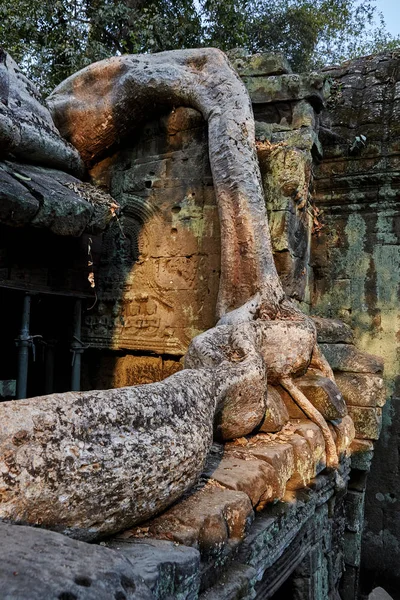 Prohm Historic Site Cambodia — Stock Photo, Image