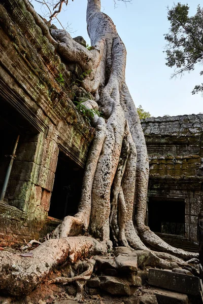 Prohm Historic Site Cambodia — Stock Photo, Image