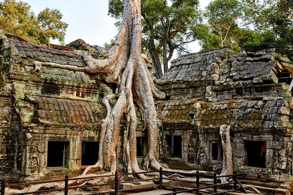 Kamboçya Ta Prohm tarihi site.
