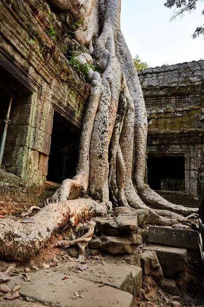 Kamboçya Ta Prohm tarihi site.