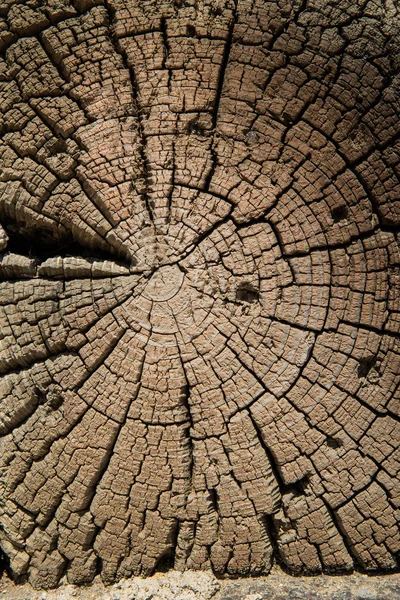Träd Ett Gammalt Träd — Stockfoto