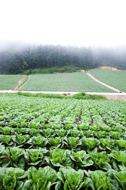 Kore'de Gangwon-do dağlık bir lahana yama.