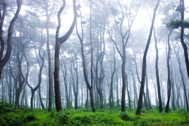 Daewangam Park erken şafak bir çam korusu, Kore.
