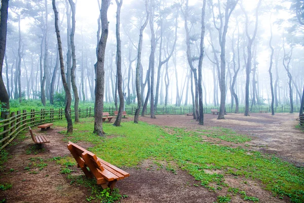 Pinar Principios Del Amanecer Daewangam Park Corea — Foto de Stock