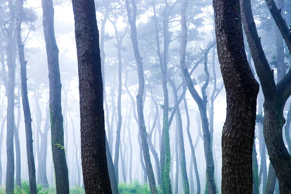 Een Dennenbos Van Vroege Dageraad Van Daewangam Park Korea — Stockfoto