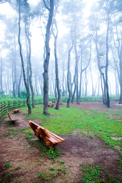 Pinar Principios Del Amanecer Daewangam Park Corea — Foto de Stock