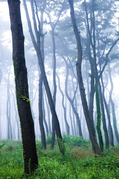 대왕암 새벽의 소나무 — 스톡 사진