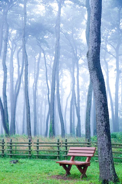 Pinar Principios Del Amanecer Daewangam Park Corea — Foto de Stock