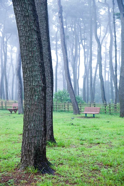 Pinar Principios Del Amanecer Daewangam Park Corea — Foto de Stock