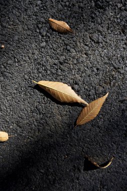 sokağa düşen yapraklar.