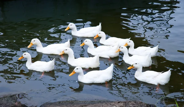Una Bandada Patos Flotando Agua —  Fotos de Stock