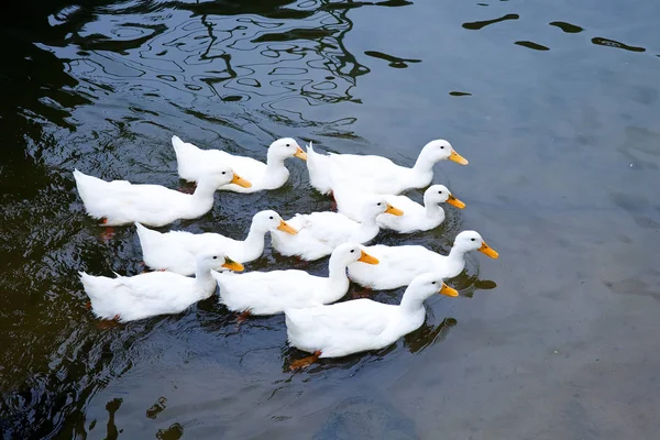 Una Bandada Patos Flotando Agua — Foto de Stock