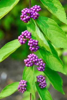 Berry. Mor güzellik-berry.