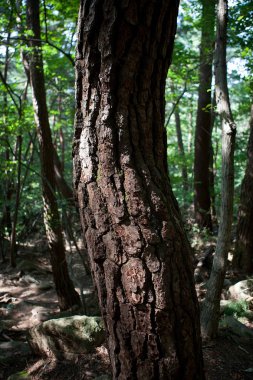 Kore'de çam ağaçları.