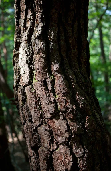 Drzewa Sosnowe Korei — Zdjęcie stockowe