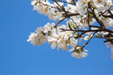 bir kiraz ağacı çiçek.