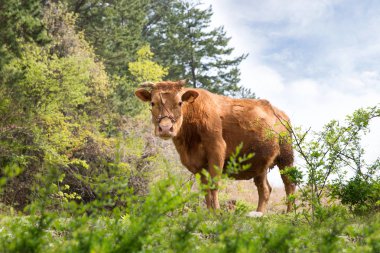 Sığır. Koreli yerli sığır.