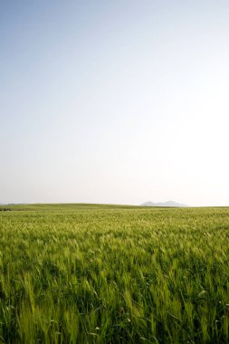 Gochang-gun, Kore'de ünlü bir arpa saha turistik nokta.