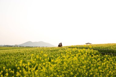 Gochang-gun, Kore'de ünlü bir arpa saha turistik nokta.