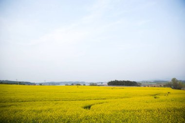 Gochang-gun, Kore'de ünlü bir arpa saha turistik nokta.