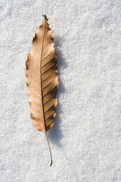 Φύλλα Στο Χιόνι Ένα Χιονισμένο Χειμώνα Σκηνή — Φωτογραφία Αρχείου