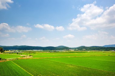 Bu Hamyang County, Kore'de bir pirinç çeltiği..
