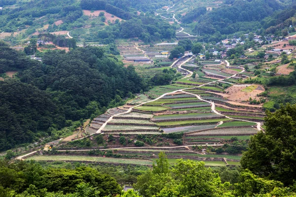 Jest Stopniowany Ryż Niełuskany Hamyang County Korea — Zdjęcie stockowe