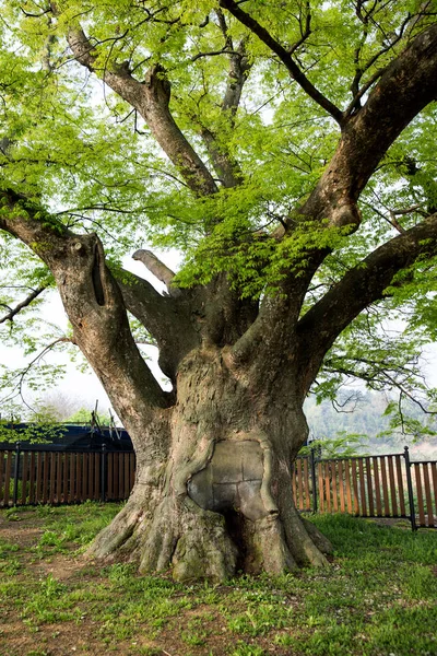 Geum Dong Gyogari Zelkova Stromová Struktura Jsou Přírodní Památky — Stock fotografie