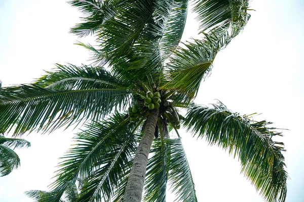 Beach Resort Fiji — Stock Photo, Image
