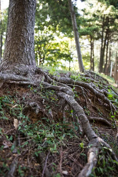 Twierdza Gwangseongbo Jest Obiektem Wojskowym Czasów Dynastii Joseon — Zdjęcie stockowe