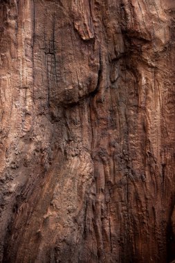 Bir ağaç dokusunun