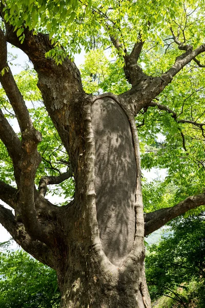 Drzewo Zelkova Korei — Zdjęcie stockowe