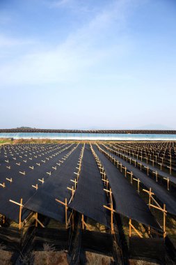 Kore 'deki Ginseng tarlaları.