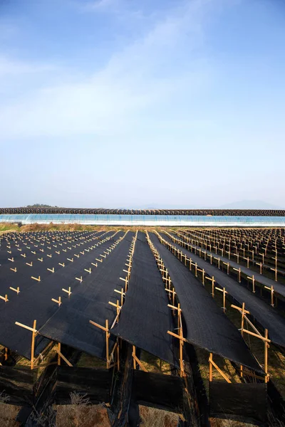 Kore 'deki Ginseng tarlaları.