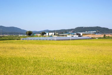 Kore 'de pirinç tarlası.