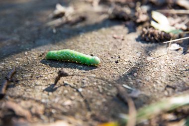 Dağdan görülen yeşil bir tırtıl.